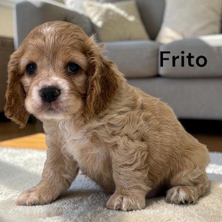 puppy, for, sale, Cocker Spaniel, Joe & Cherri  Overlease, dog, breeder, Miller, MO, dog-breeder, puppy-for-sale, forsale, nearby, find, puppyfind, locator, puppylocator, aca